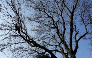 arboriste-grimpeur dans un arbre