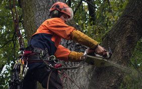 abattage d'arbre dans le Hainaut