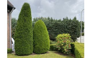 jardin avec arbres taillés en cônes