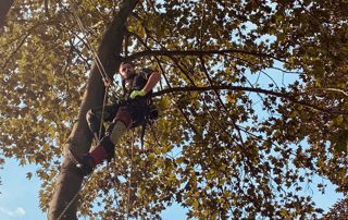 élagueur en haut d'un arbre