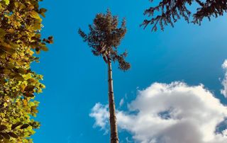 élagage en hauteur d'un arbre