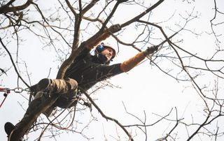 taille branches