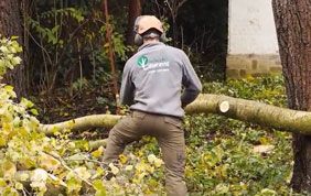 élagueur au travail