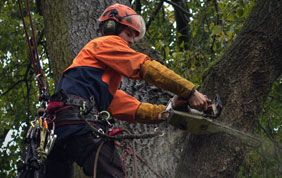 élagage arbre brabant wallon