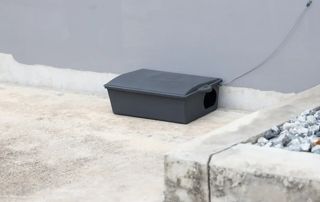 piège à rats