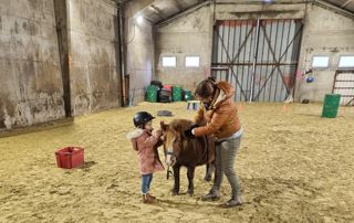 soins aux chevaux