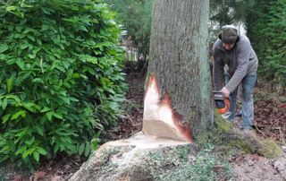 abattage arbre avec tronçonneuse