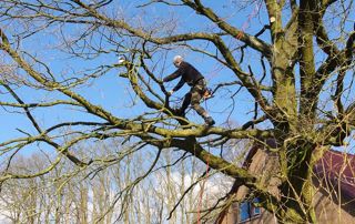 élagueur dans un arbre