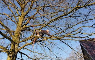 élagueur dans un arbre