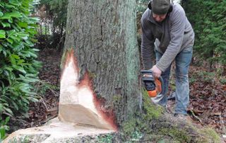 abattage arbre avec tronçonneuse