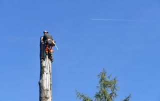 élagueur en haut d'un arbre
