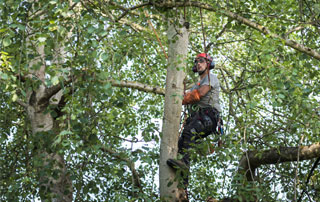 élagueur dans un arbre