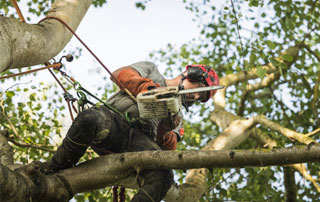 élagage des branches