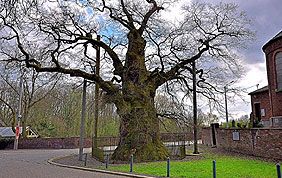 abattage d'arbre mort