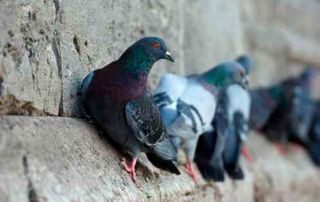pigeons sur un toit