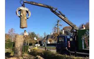 démontage arbre