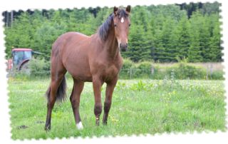 cheval dans un pré