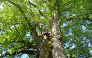 élagueur en haut d'un arbre