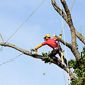 Professionnel élague arbre