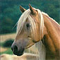 cheval brun avec une crinière blonde