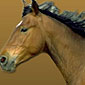 PONY PARADISE - Anderlecht