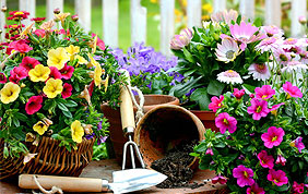fleurs, outils de jardinage et pots