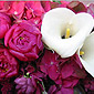 Roses fuchsia et arum