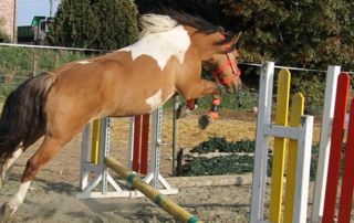 cheval qui saute un obstacle