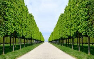 allée d'un parc - réalisation Gaël Ginion