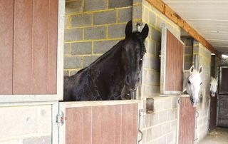 box avec chevaux dedans 