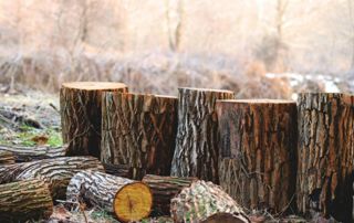 souches d'arbres
