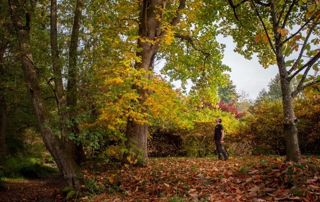 L’ARBRE EN SOY – Marche-en-Famenne