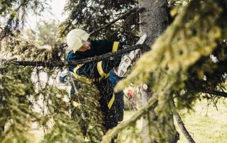 un élagueur coupe un sapin