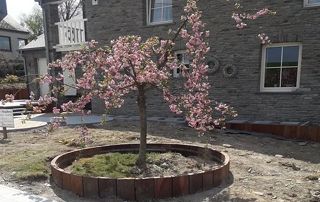 arbre eux fleurs roses