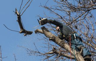 élagueur coupant une branche en hauteur
