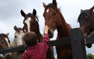 enfant qui caresse un cheval