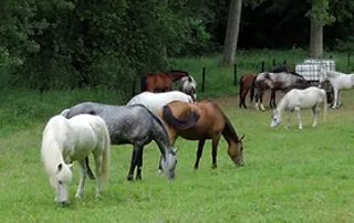 prairie avec plusieurs chevaux