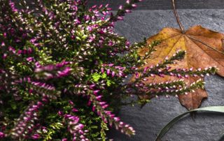 fleurs et feuille d'automne