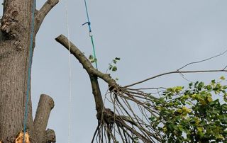 Elagage de branche