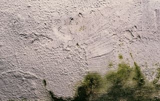 Moisissure mur