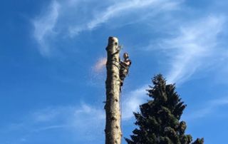 Elagage d'arbre