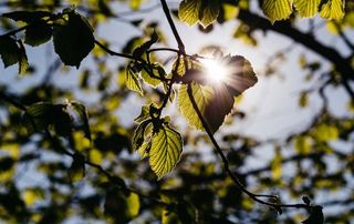 arbre au soleil