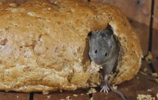 PESTSOLUTIONS - Brabant wallon