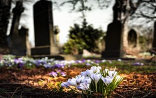 fleurs devant pierres tombales dans un cimetière